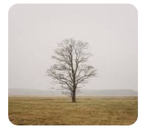 Alone Tree artwork